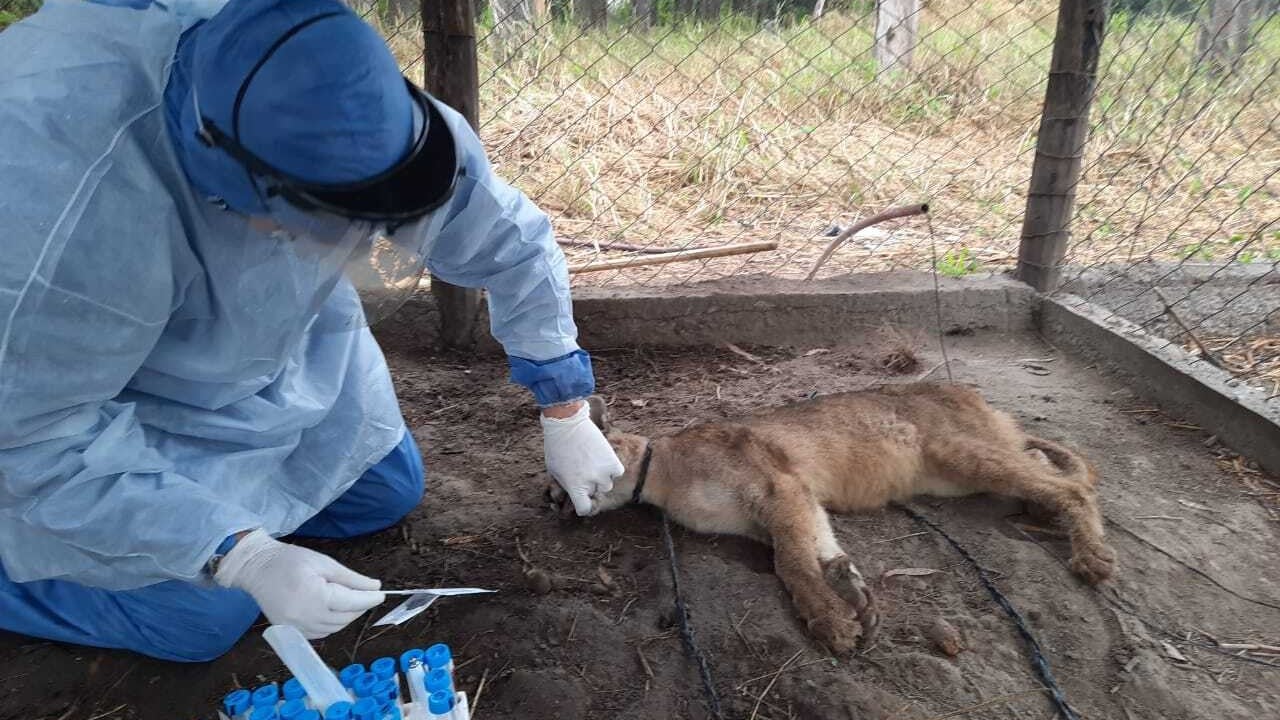 Puma. Predio de la Direccion de Bosques y Fauna de Stgo del Estero. David Di Lullo